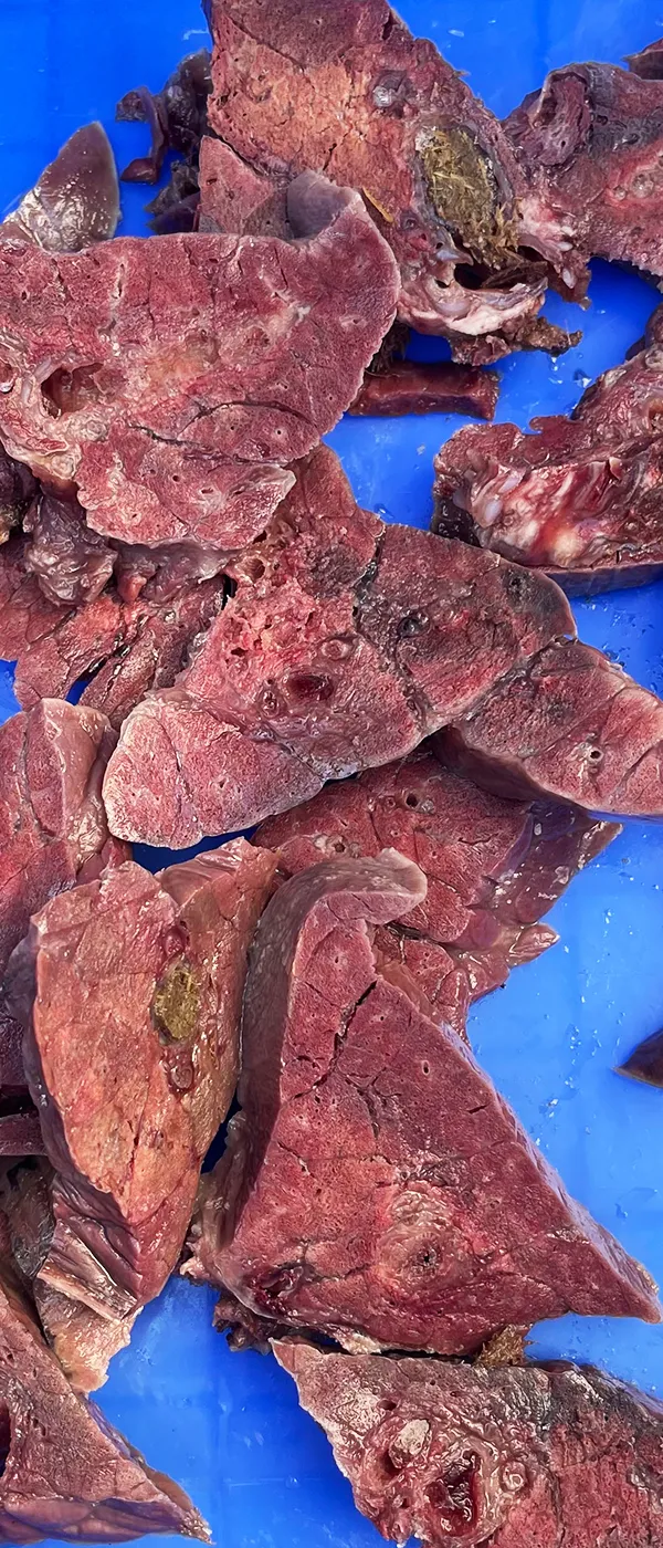 Rebanadora de carne fresca (más de 3 mm de grosor)
